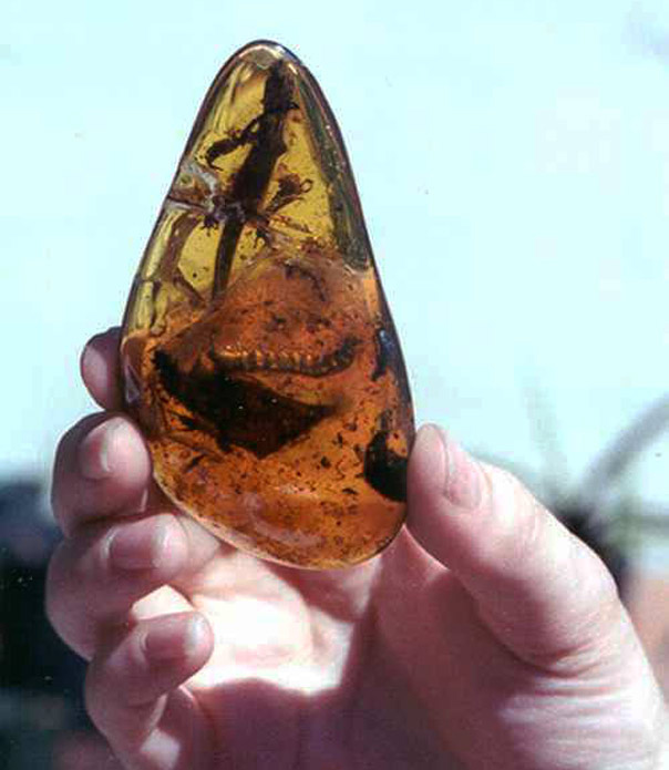 Puerto Plata amber stone shown in Jurassic Park